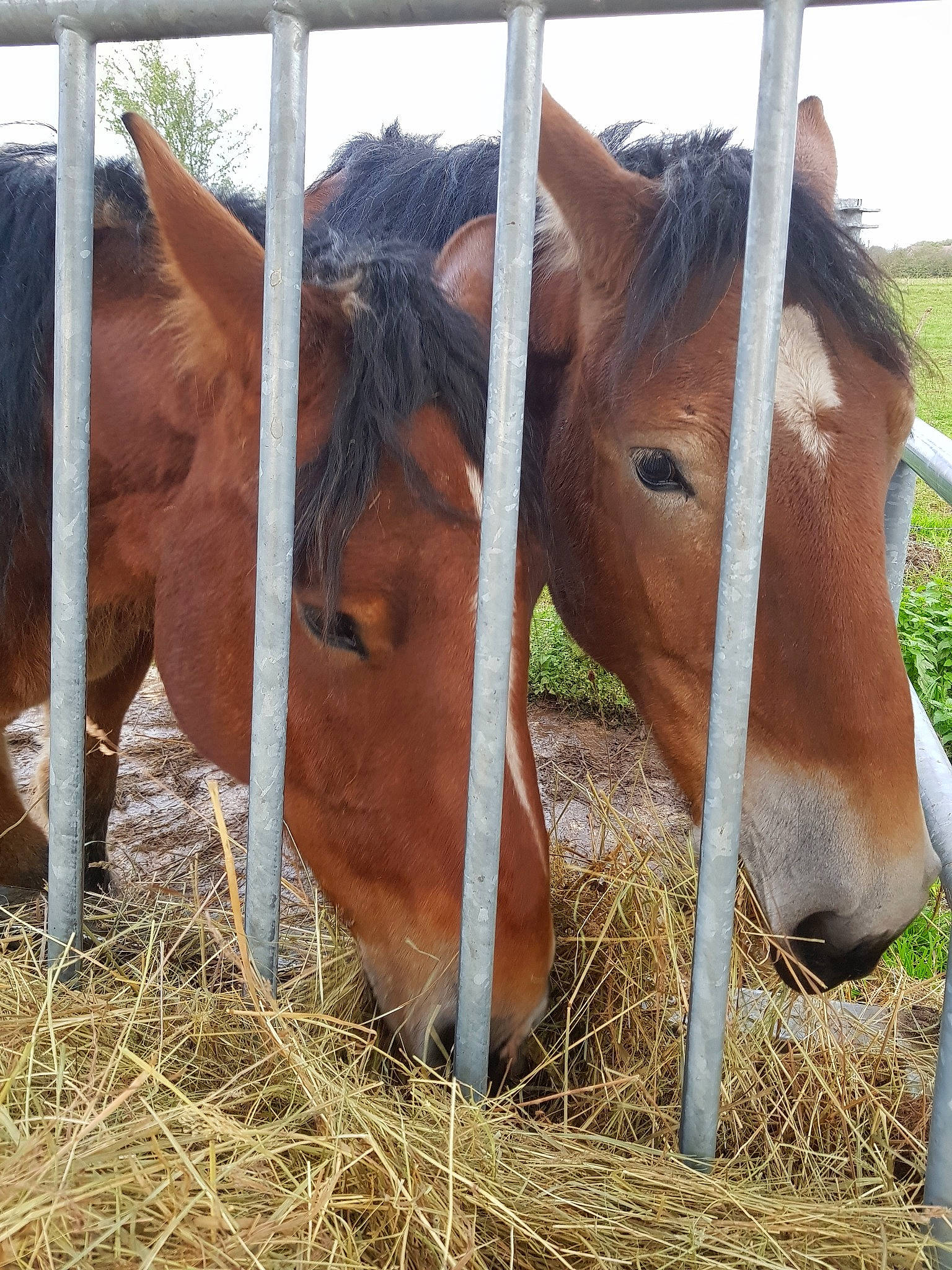 Doly-elsa a rejoint le concours — aidez-le/la à gagner de superbes lots ! bovine, farm, foal, fodder, hay, horse, liver, livestock, mammal, mane, mare, mustang_horse, pack_animal, pony, snout, sorrel, stable, straw, vertebrate