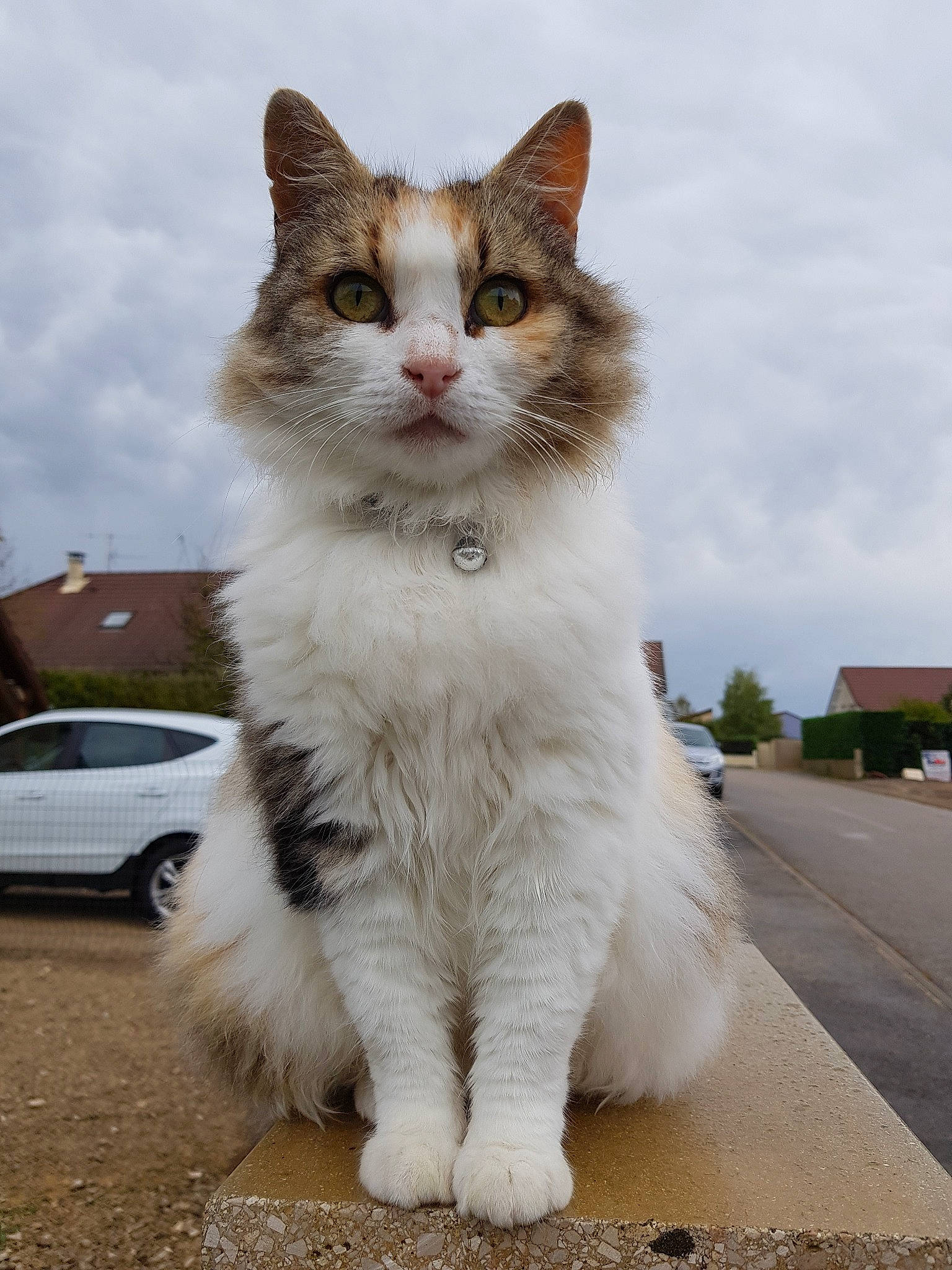 Fifi a rejoint le concours — aidez-le/la à gagner de superbes lots ! aegean_cat, british_semi_longhair, carnivore, cat, domestic_long_haired_cat, domestic_short_haired_cat, felidae, mammal, norwegian_forest_cat, polydactyl_cat, ragamuffin, small_to_medium_sized_cats, turkish_angora, turkish_van, vertebrate, whiskers