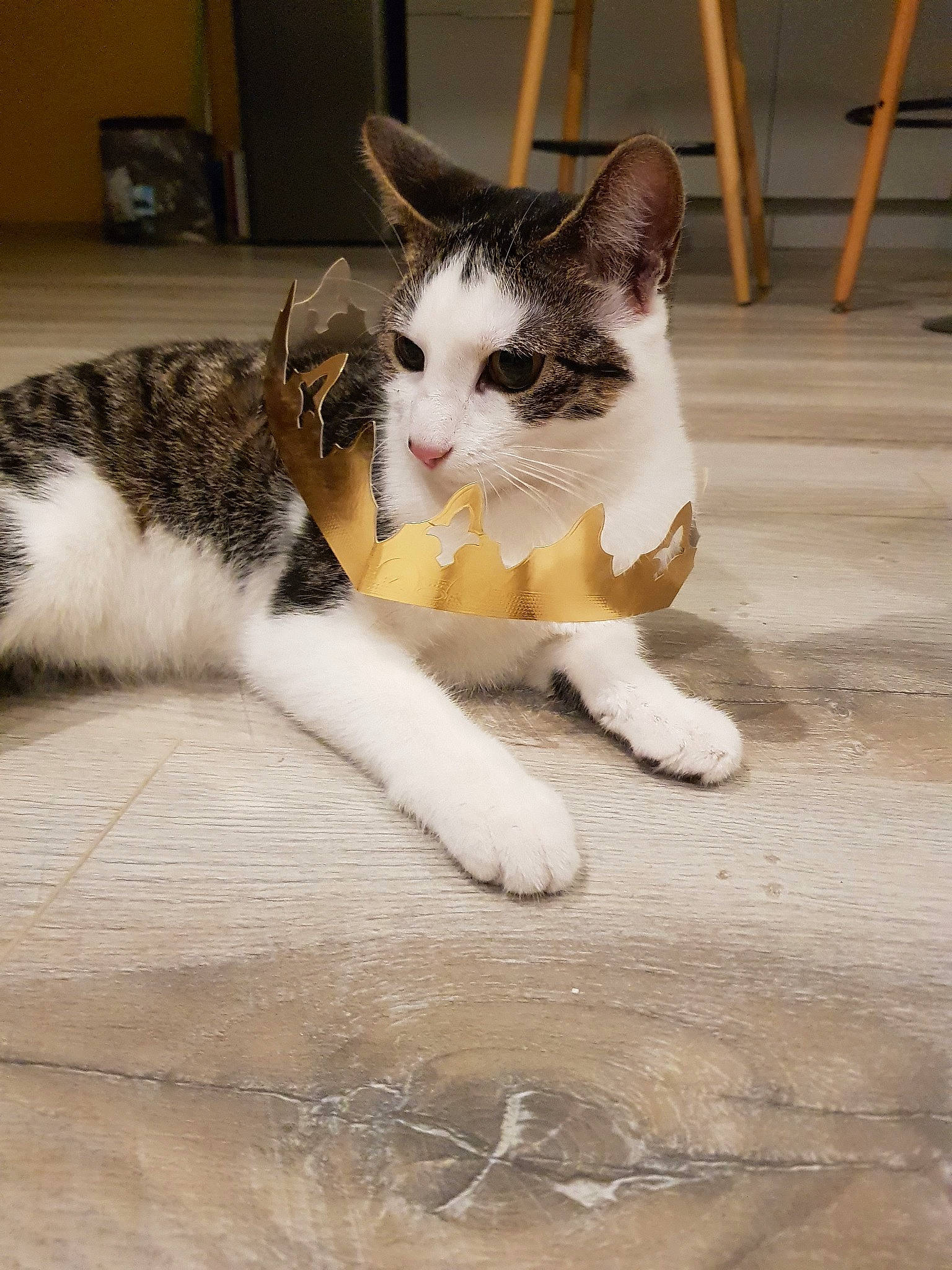 Moon participe au concours pour gagner de l'argent avec cette photo : aegean_cat, american_wirehair, asian, carnivore, cat, domestic_short_haired_cat, european_shorthair, eye, felidae, floor, fur, kitten, mammal, paw, polydactyl_cat, small_to_medium_sized_cats, snout, tabby_cat, tail, whiskers