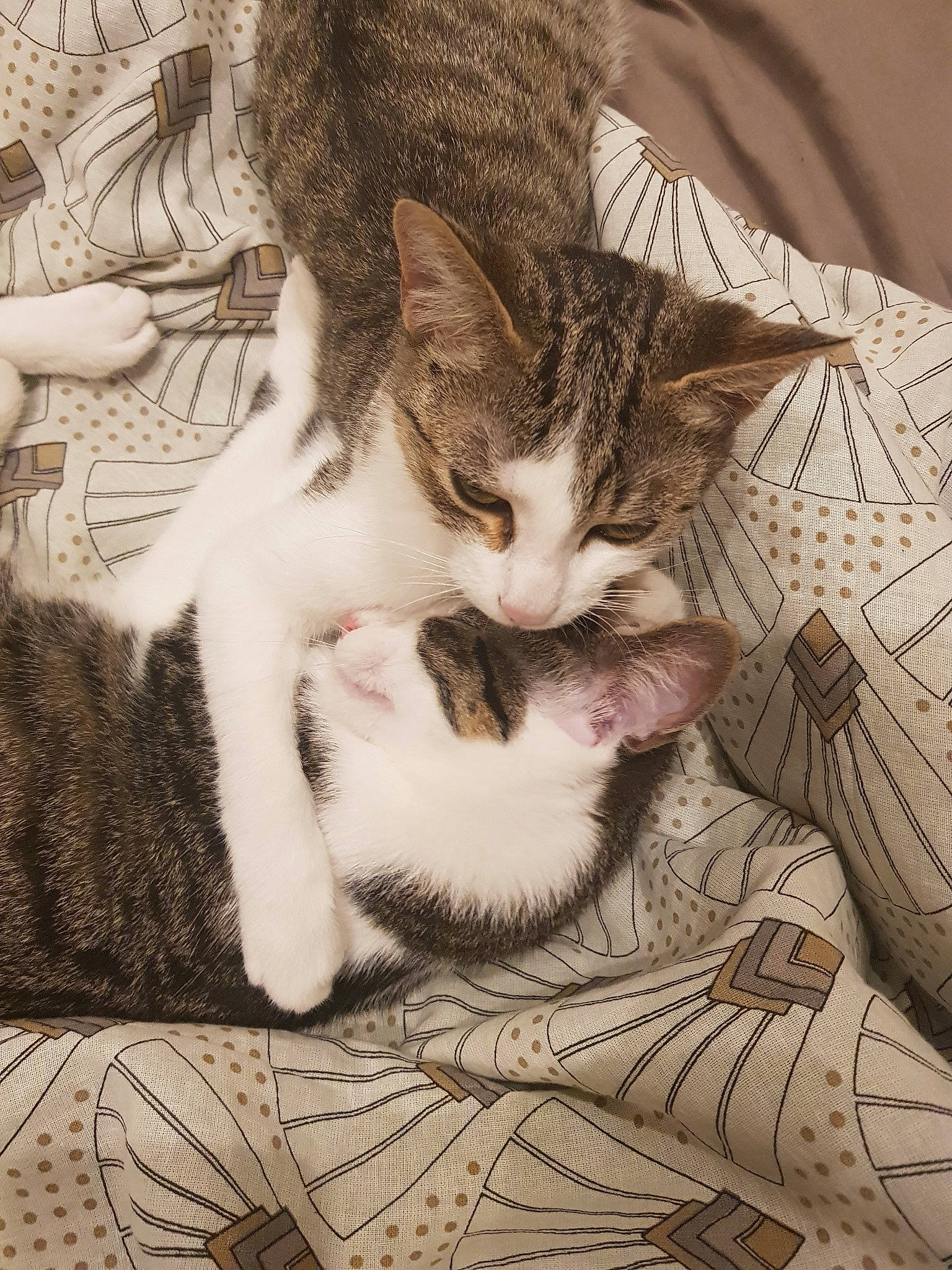 Moon.noelle a rejoint le concours — aidez-le/la à gagner de superbes lots ! aegean_cat, american_wirehair, asian, carnivore, cat, domestic_short_haired_cat, dragon_li, european_shorthair, felidae, fur, kitten, mammal, paw, small_to_medium_sized_cats, tabby_cat, whiskers