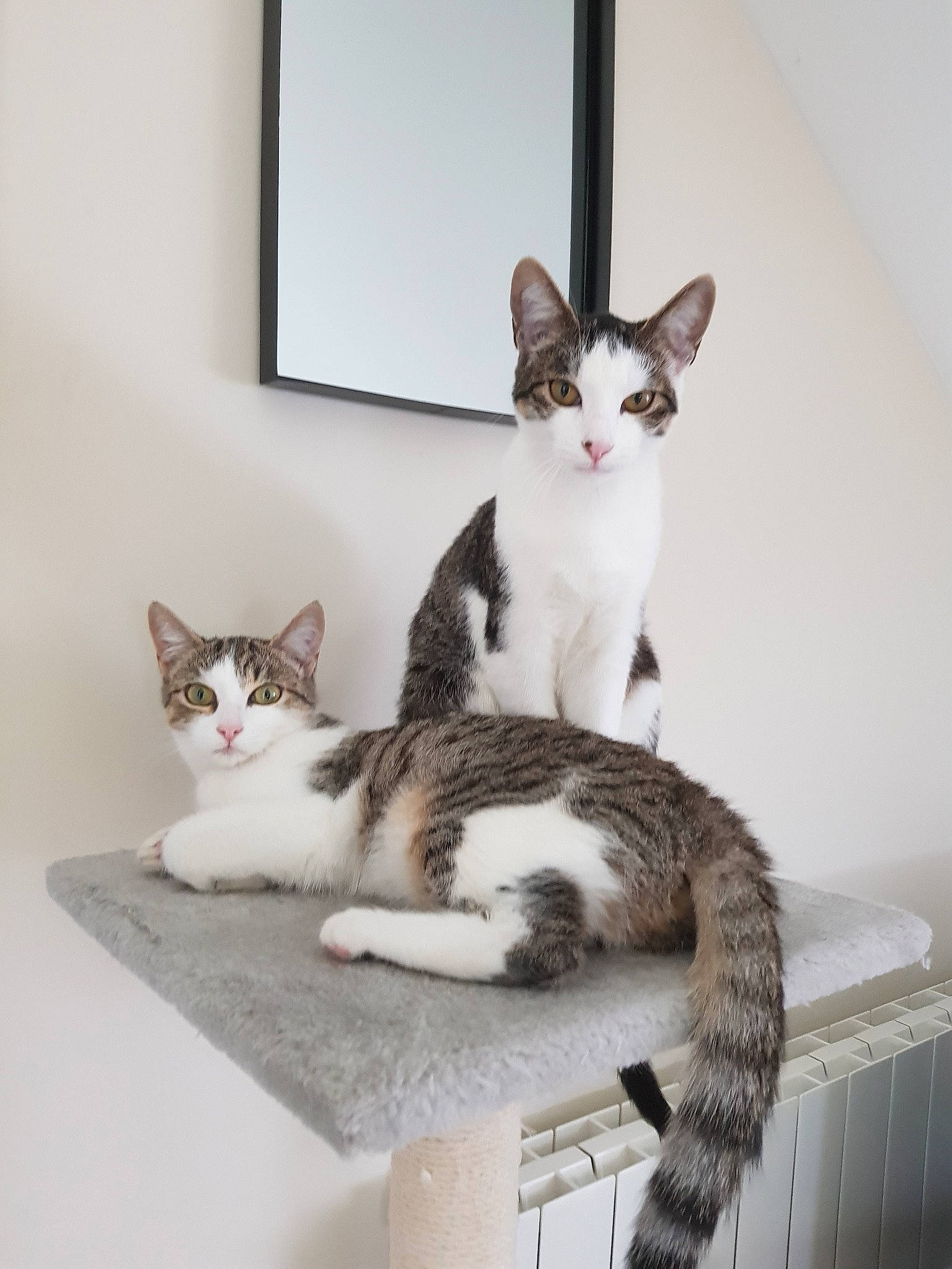 Moon.noelle participe au concours pour gagner de l'argent avec cette photo : aegean_cat, american_wirehair, carnivore, cat, domestic_short_haired_cat, european_shorthair, felidae, kitten, paw, polydactyl_cat, room, small_to_medium_sized_cats, tabby_cat, tail, whiskers