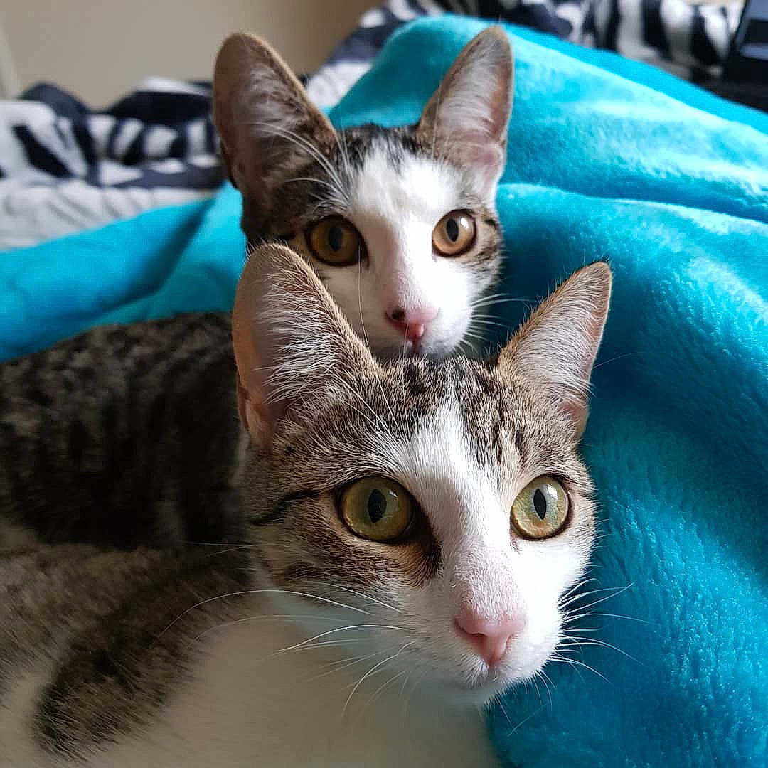 Moon.noelle participe au concours pour gagner de l'argent avec cette photo : aegean_cat, american_wirehair, asian, carnivore, cat, domestic_short_haired_cat, european_shorthair, eye, felidae, fur, german_rex, kitten, mammal, ojos_azules, oriental_longhair, small_to_medium_sized_cats, snout, tabby_cat, vertebrate, whiskers