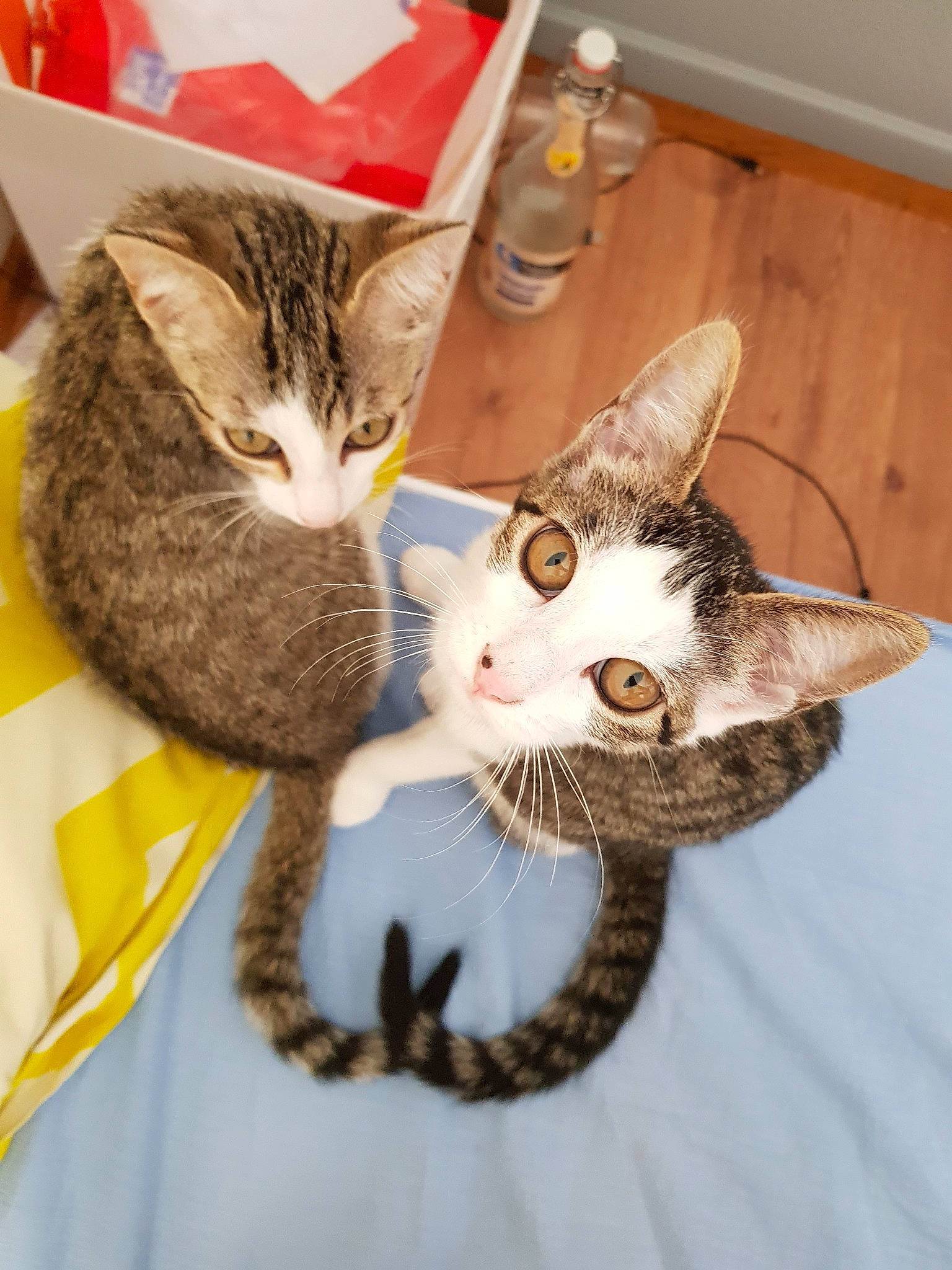 Moon.noelle a rejoint le concours — aidez-le/la à gagner de superbes lots ! aegean_cat, american_shorthair, american_wirehair, asian, california_spangled, carnivore, cat, domestic_short_haired_cat, dragon_li, european_shorthair, felidae, fur, kitten, ocicat, small_to_medium_sized_cats, tabby_cat, whiskers