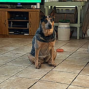 Sadie joined the competition — help win amazing prizes! dog, indoor, tile_floor, furniture, television, plant, pot, wooden_cabinet, decor, home, pet, sitting, brown, black, ears, face, window, light, floor_tiles, toy