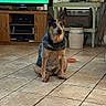 dog, indoor, tile_floor, furniture, television, plant, pot, wooden_cabinet, decor, home, pet, sitting, brown, black, ears, face, window, light, floor_tiles, toy