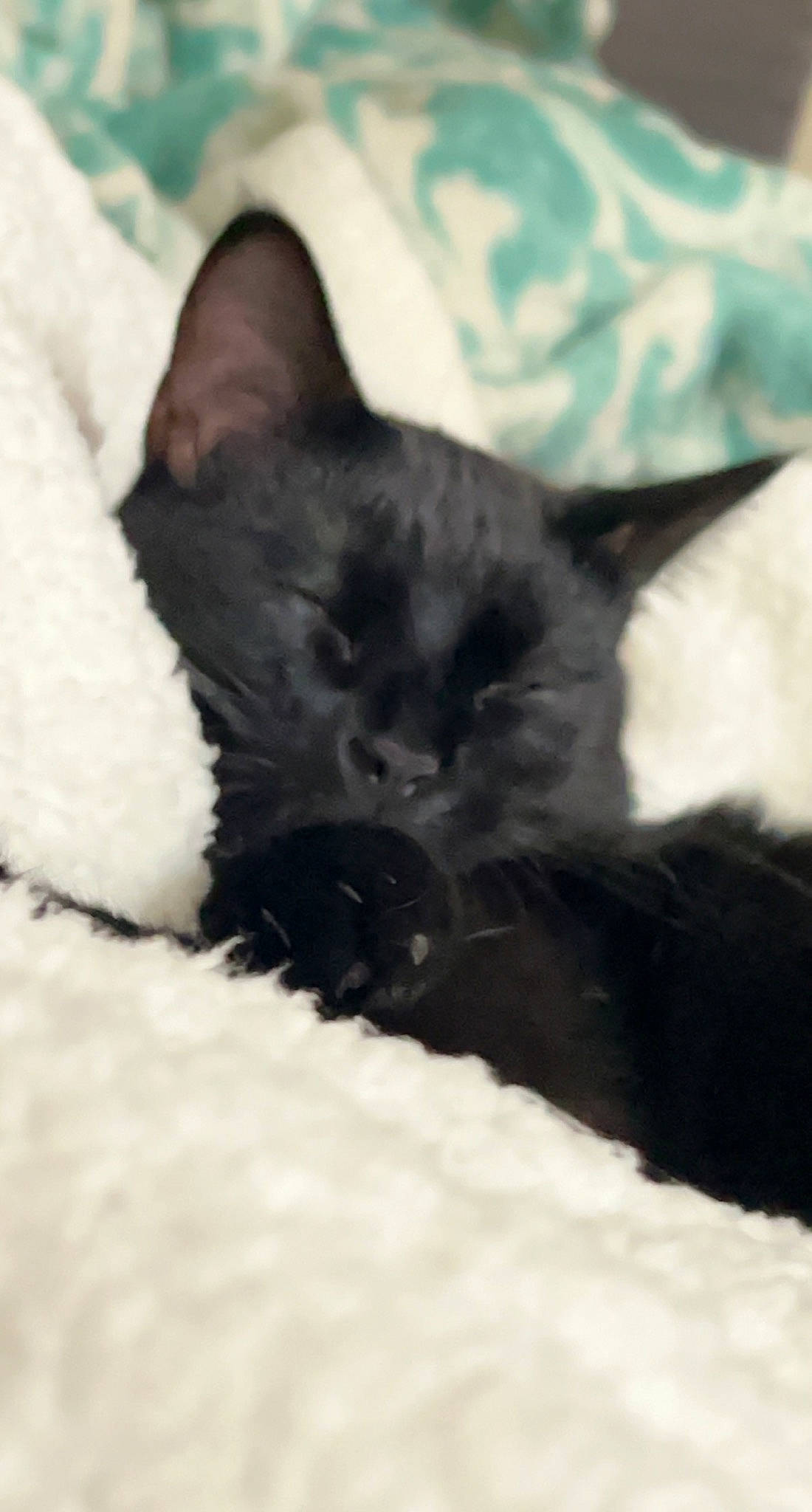 Ashe is registered to the contest to win money with this photo: black_cat, bombay, carnivore, cat, cat_supply, claw, comfort, domestic_short_haired_cat, felidae, fur, mammal, nap, paw, small_to_medium_sized_cats, snout, tail, terrestrial_animal, vertebrate, whiskers