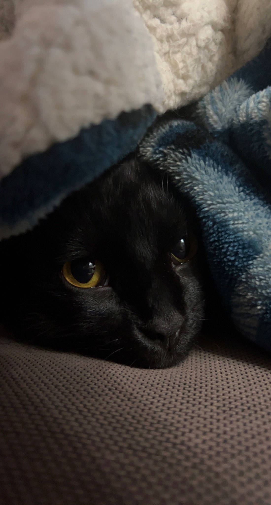 Ashe joined the competition — help win amazing prizes! black_cat, bombay, carnivore, cat, claw, comfort, domestic_short_haired_cat, electric_blue, felidae, fur, grey, iris, small_to_medium_sized_cats, snout, terrestrial_animal, whiskers