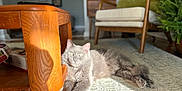 Wilbur joined the competition — help win amazing prizes! cat, gray_cat, indoor, carpet, wooden_table, sunlight, relaxing, furniture, armchair, plant, home, cozy, pet, animal, living_room, sunny, resting, fluffy, domestic_cat, comfortable