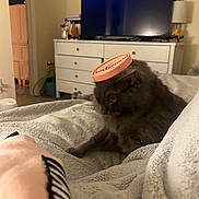 Wilbur is registered to the contest to win money with this photo: cat, gray_cat, feline, pet, bed, blanket, furniture, dresser, television, container_lid, indoor, cozy, household, domestic, relaxed, fur, cute, animal, sleepy, soft