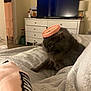 cat, gray_cat, feline, pet, bed, blanket, furniture, dresser, television, container_lid, indoor, cozy, household, domestic, relaxed, fur, cute, animal, sleepy, soft