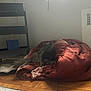 Wilbur is registered to the contest to win money with this photo: cat, gray_cat, blanket, wooden_floor, indoor, window, books, shelf, mask, cozy, pet, feline, fur, relaxed, curious, green_eyes, rumpled_blanket, daylight, home, living_room