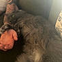 Wilbur joined the competition — help win amazing prizes! cat, gray_cat, fluffy, pet, couch, tattoo, arm, relaxing, indoor, furry, sleepy, resting, cozy, closeup, animal, human_arm, comfort, soft_light, blur, domestic_animal