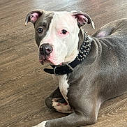 Simba is registered to the contest to win money with this photo: dog, pitbull, pet, animal, indoor, floor, brown_floor, collar, spiked_collar, lying_down, looking_at_camera, ears, white_paw, gray_fur, domestic_animal, canine, alert, resting, cute, companion