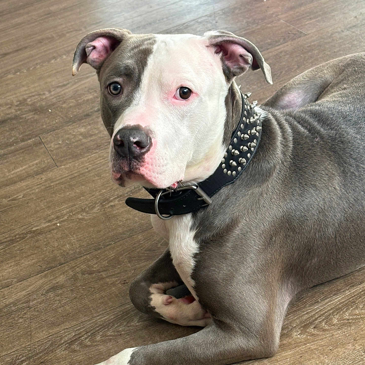 Simba is registered to the contest to win money with this photo: alert, animal, brown_floor, canine, collar, companion, cute, dog, domestic_animal, ears, floor, gray_fur, indoor, looking_at_camera, lying_down, pet, pitbull, resting, spiked_collar, white_paw
