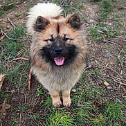 Aston participe au concours pour gagner de l'argent avec cette photo : dog, canine, fluffy_dog, black_mask, brown_fur, tongue_out, portrait, standing, grass, twigs, dirt, outdoors, nature, bushy_tail, paws, closeup, pet, animal, happy, medium_sized_dog