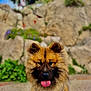 Aston a rejoint le concours — aidez-le/la à gagner de superbes lots ! dog, pet, animal, tongue_out, fluffy, portrait, outdoor, rocks, stones, greenery, bokeh, closeup, fur, brown_fur, black_nose, ears, leash, happy, cute, face