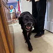 Loki joined the competition — help win amazing prizes! dog, black_dog, indoor, hallway, person, elderly_woman, floor, furniture, cabinet, chair, home, walking, expression, clothing, shoes, door, wall, background, animal, pet