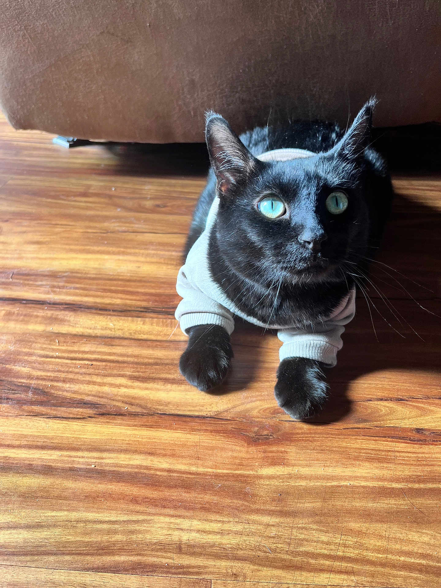 Benson joined the competition — help win amazing prizes! cat, black_cat, blue_eyes, sweater, pet_clothing, wooden_floor, sunlight, shadow, indoor, furniture, cozy, cute, animal, portrait, domestic_animal, whiskers, ears, fur, relaxing, closeup