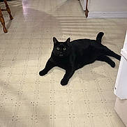 Benson joined the competition — help win amazing prizes! black_cat, cat, animal, pet, indoor, floor, kitchen, furniture, chair_leg, home, domestic, sprawled, surprised, wide_eyes, meowing, curious, room, doorway, tile_floor, shadow