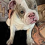 J.gotti is registered to the contest to win money with this photo: bulldog, puppy, dog, close_up, pet, animal, face, nose, ears, paw, tattoo, person, shirt, sitting, indoor, resting, curious, furry, cute, companion