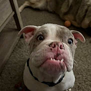 J.gotti joined the competition — help win amazing prizes! bulldog, puppy, dog, close_up, indoor, carpet, pet, animal, cute, curious, face, ears, nose, collar, floor, toy, background, lying_down, domestic, mammal