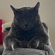 Gribouiller participe au concours pour gagner de l'argent avec cette photo : abyssinian, animal, armchair, bear, blackcat, blanket, cat, chair, couch, egyptiancat, furniture, kitten, manx, pet