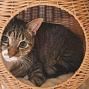 Simba joined the competition — help win amazing prizes! animal, basket, cat, closeup, comfortable, cozy, curious, cute, ears, eyes, feline, fur, indoor, nestled, pet, resting, tabby, texture, whiskers, woven