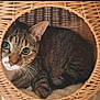 animal, basket, cat, closeup, comfortable, cozy, curious, cute, ears, eyes, feline, fur, indoor, nestled, pet, resting, tabby, texture, whiskers, woven