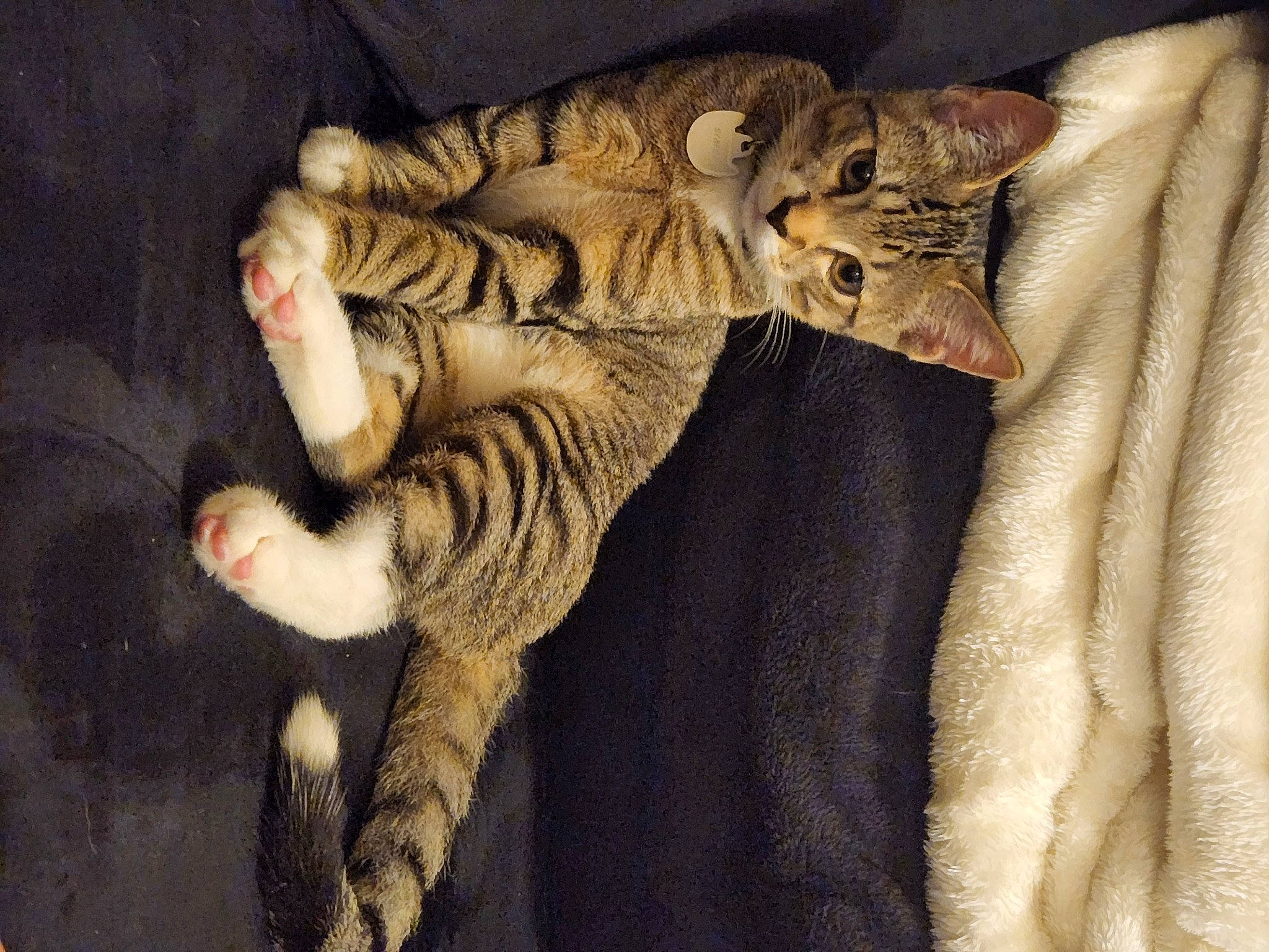 Simba is registered to the contest to win money with this photo: carnivore, cat, claw, comfort, domestic_short_haired_cat, fawn, felidae, foot, fur, paw, small_to_medium_sized_cats, tail, terrestrial_animal, toe, whiskers, wood