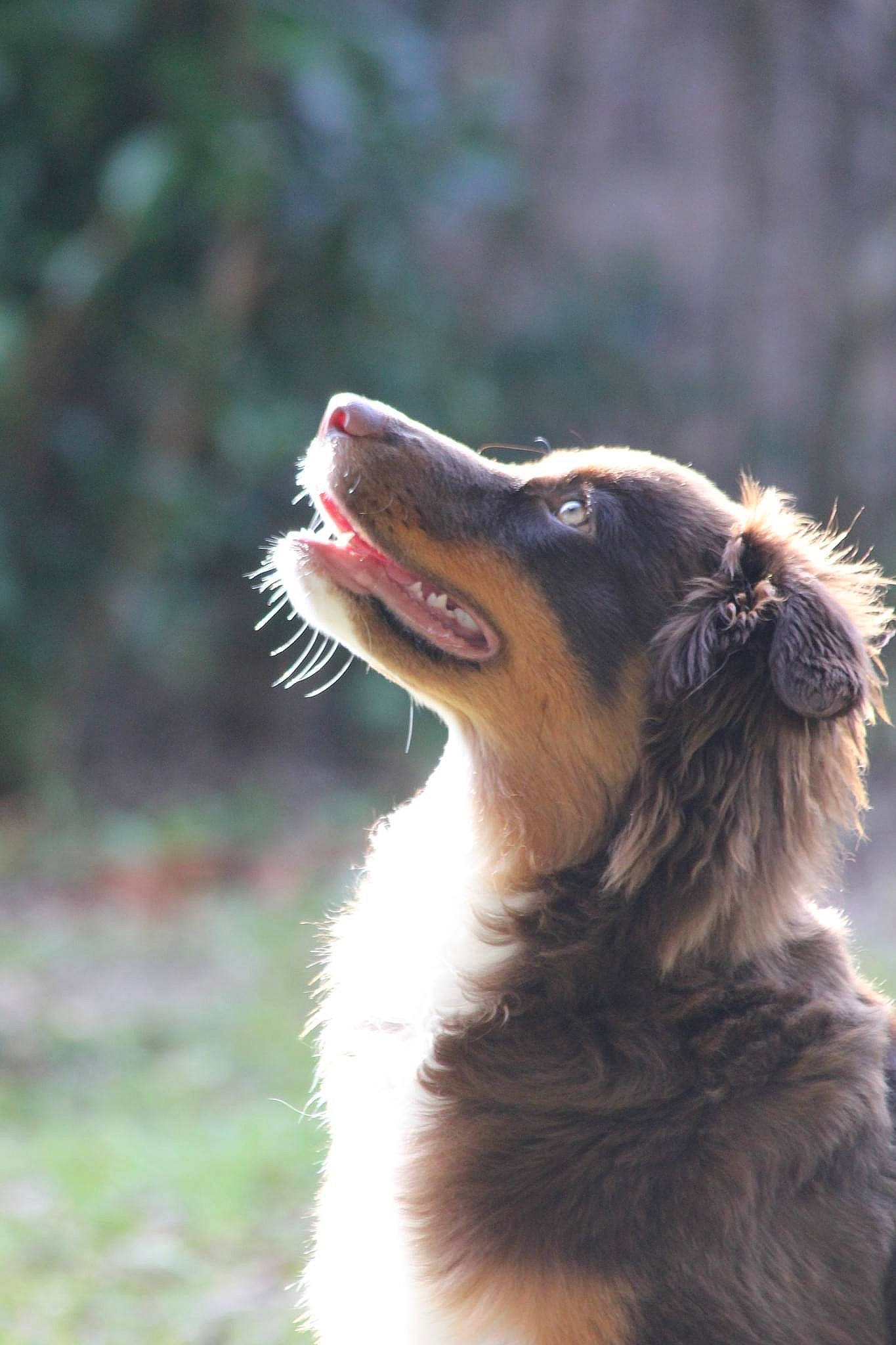 Lizzie is registered to the contest to win money with this photo: australian_collie, border_collie, canidae, carnivore, collie, companion_dog, dog, dog_breed, fang, fur, grass, happy, herding_dog, jaw, snout, sporting_group, whiskers, working_animal, working_dog, yawn