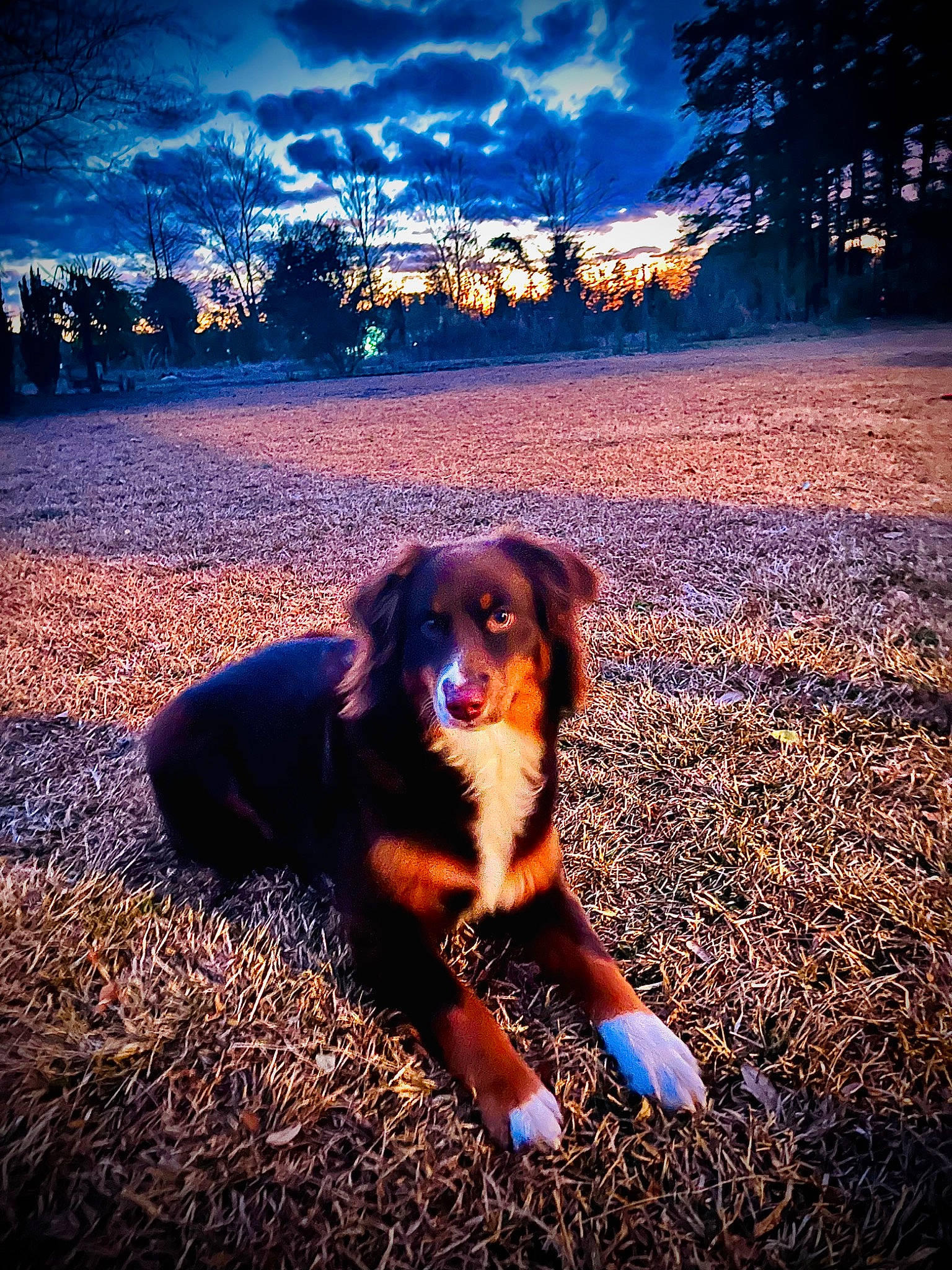 Lizzie is registered to the contest to win money with this photo: atmosphere, blue, carnivore, cloud, companion_dog, darkness, dog, dog_breed, electric_blue, fawn, flash_photography, grass, happy, horizon, landscape, people_in_nature, plant, sky, tints_and_shades, tree