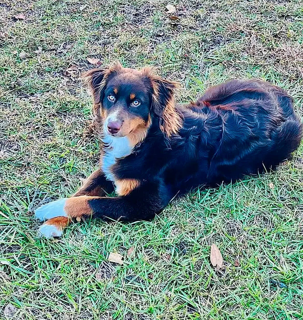 Lizzie joined the competition — help win amazing prizes! canidae, carnivore, companion_dog, dog, dog_breed, grass, herding_dog, hunting_dog, liver, people_in_nature, puppy, snout, sporting_group, tints_and_shades, working_animal, working_dog