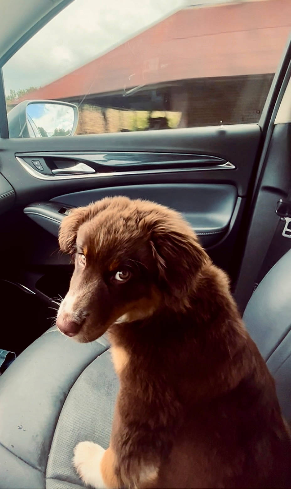 Lizzie joined the competition — help win amazing prizes! auto_part, automotive_exterior, automotive_mirror, car, car_seat, carnivore, companion_dog, dog, dog_breed, door, family_car, fawn, fur, liver, snout, sporting_group, vehicle, vehicle_door, windshield, working_animal