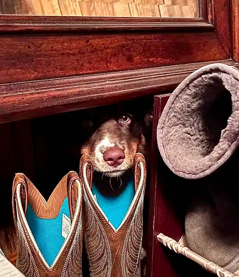 Lizzie joined the competition — help win amazing prizes! brown, carnivore, dog, dog_breed, door, electric_blue, eye, fashion_accessory, hardwood, liver, mammal, metal, snout, vertebrate, visual_arts, whiskers, window, wood, wood_stain, working_animal