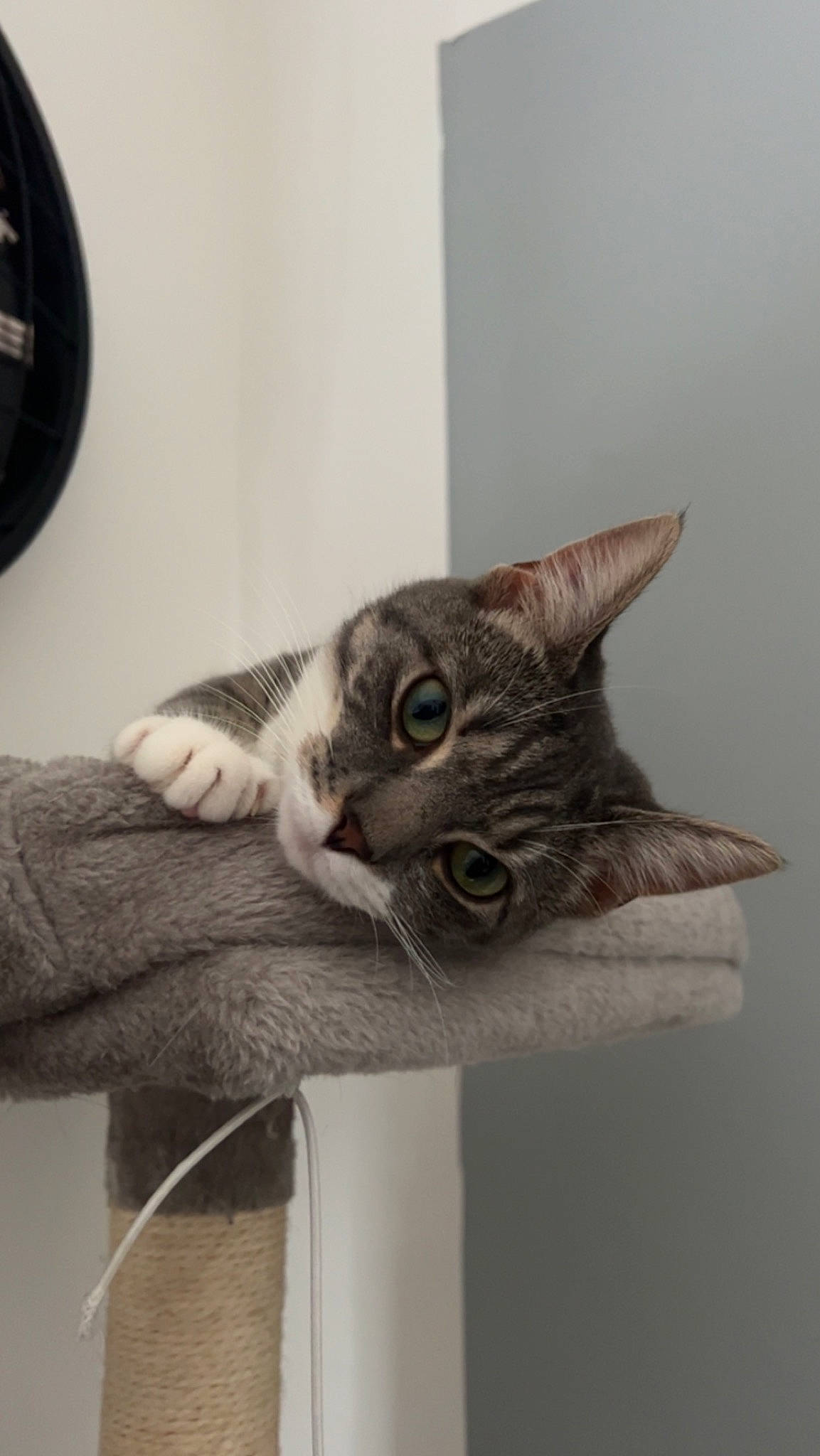 Apple participe au concours pour gagner de l'argent avec cette photo : carnivore, cat, comfort, domestic_short_haired_cat, ear, eye, felidae, fur, grey, head, mammal, paw, room, small_to_medium_sized_cats, snout, tail, vertebrate, whiskers, window, wood