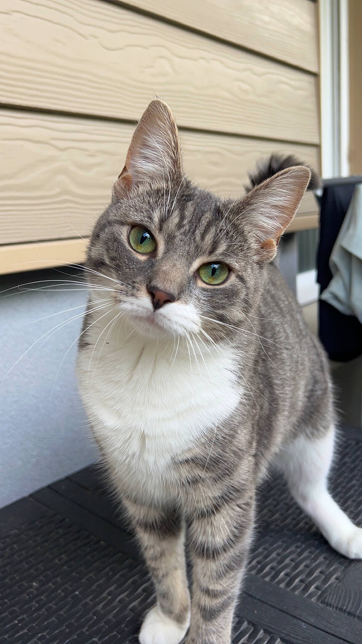 Apple a rejoint le concours — aidez-le/la à gagner de superbes lots ! carnivore, cat, domestic_short_haired_cat, felidae, fur, grey, paw, sitting, small_to_medium_sized_cats, snout, tail, terrestrial_animal, whiskers, window