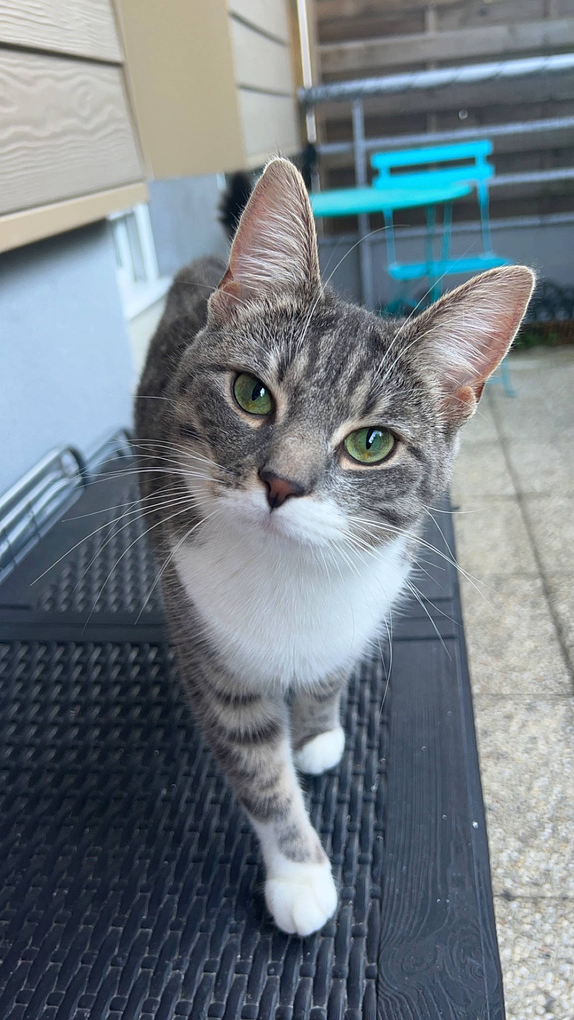 Apple participe au concours pour gagner de l'argent avec cette photo : carnivore, cat, domestic_short_haired_cat, felidae, fur, paw, sitting, small_to_medium_sized_cats, snout, tail, whiskers, window