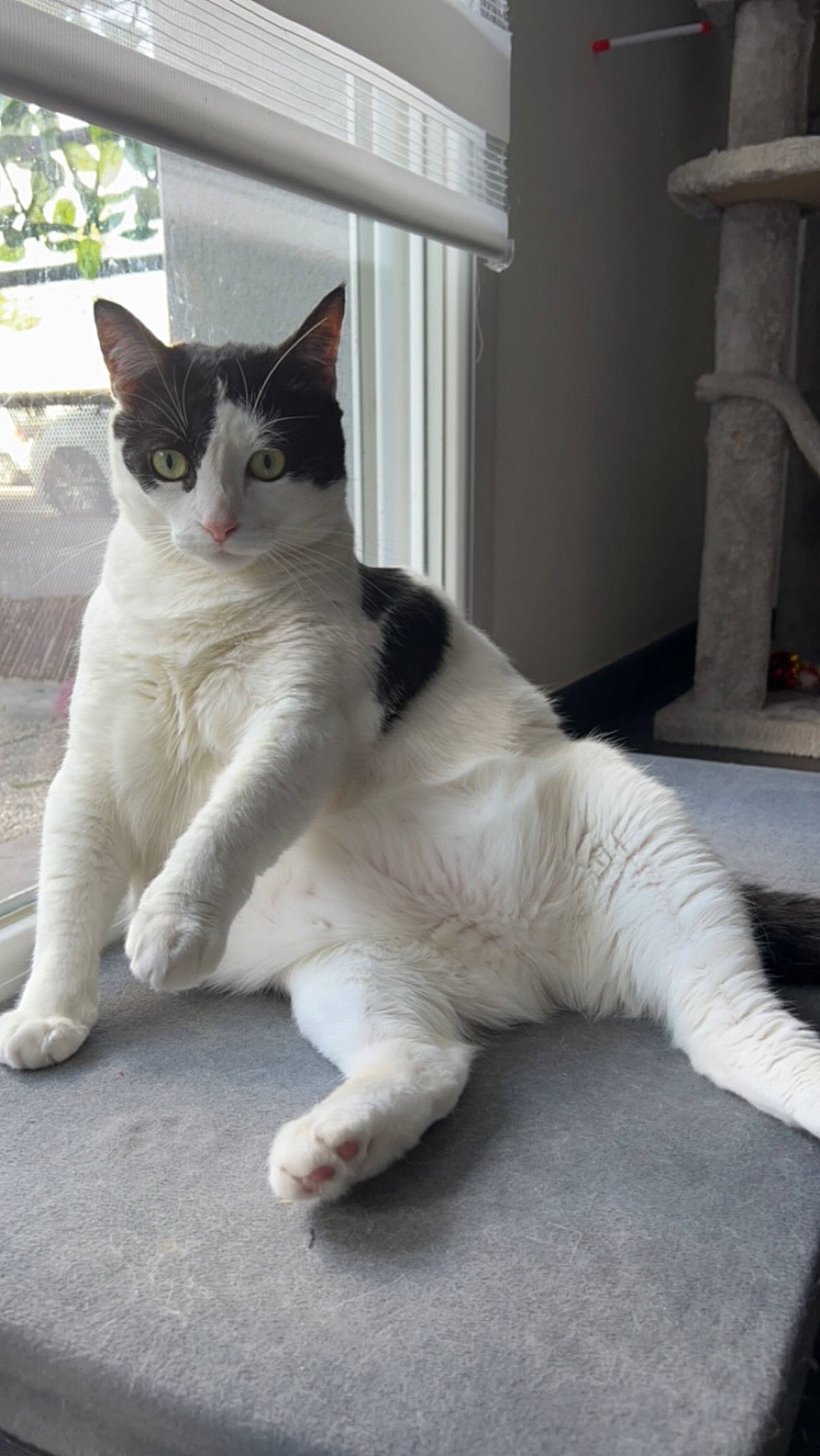 Linette participe au concours pour gagner de l'argent avec cette photo : carnivore, cat, claw, domestic_short_haired_cat, felidae, foot, fur, paw, sitting, small_to_medium_sized_cats, snout, tail, terrestrial_animal, whiskers, window