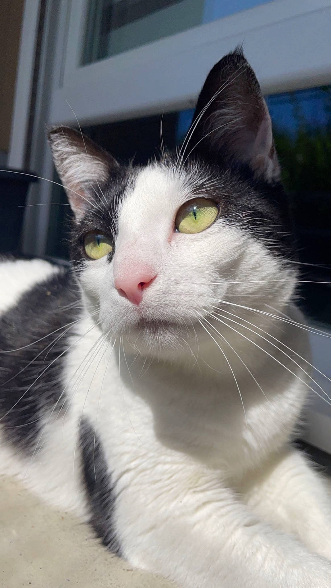 Linette participe au concours pour gagner de l'argent avec cette photo : carnivore, cat, domestic_short_haired_cat, felidae, fur, head, small_to_medium_sized_cats, snout, tail, terrestrial_animal, whiskers, window