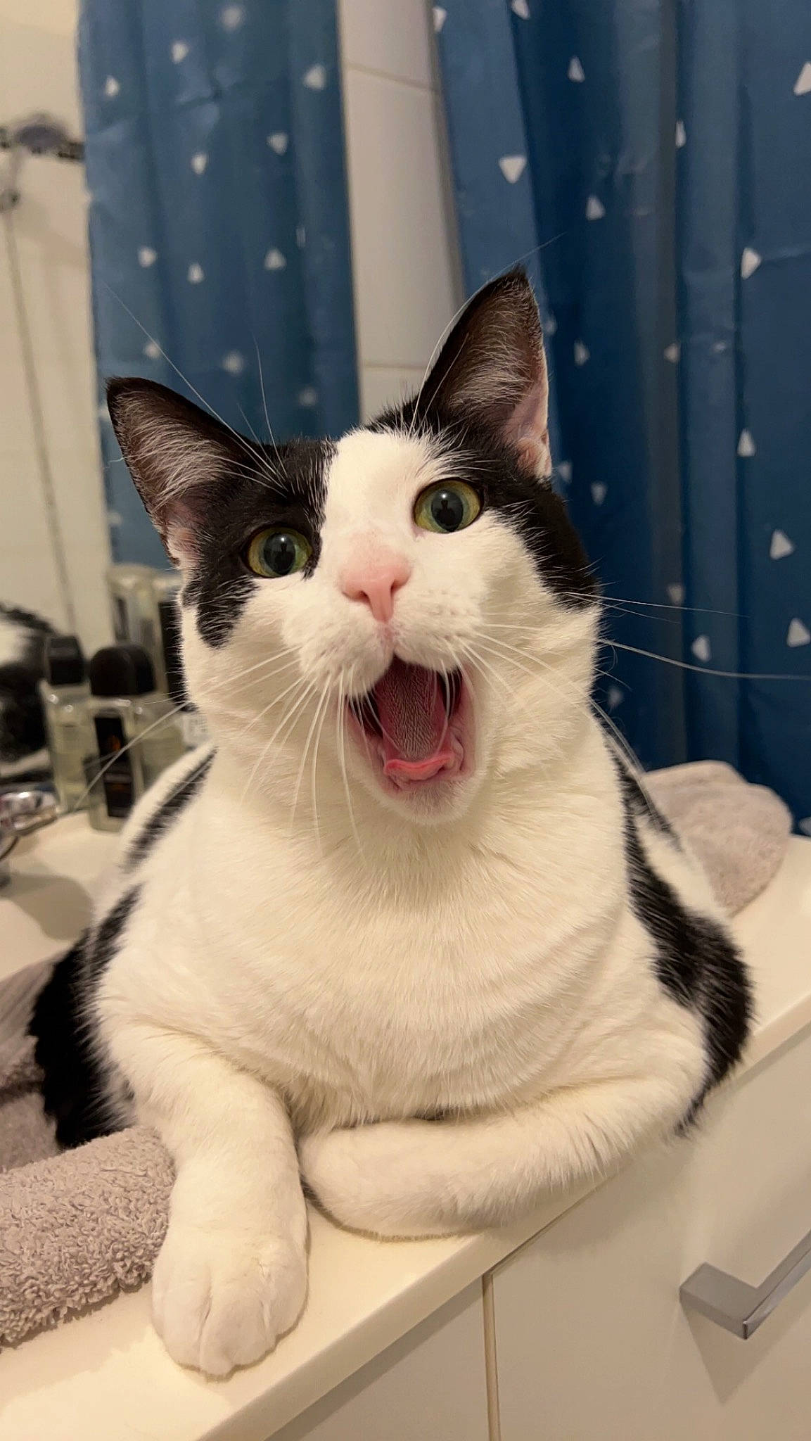 Linette a rejoint le concours — aidez-le/la à gagner de superbes lots ! carnivore, cat, collar, domestic_short_haired_cat, fang, felidae, fur, monochrome_photography, paw, small_to_medium_sized_cats, snout, tail, whiskers, yawn