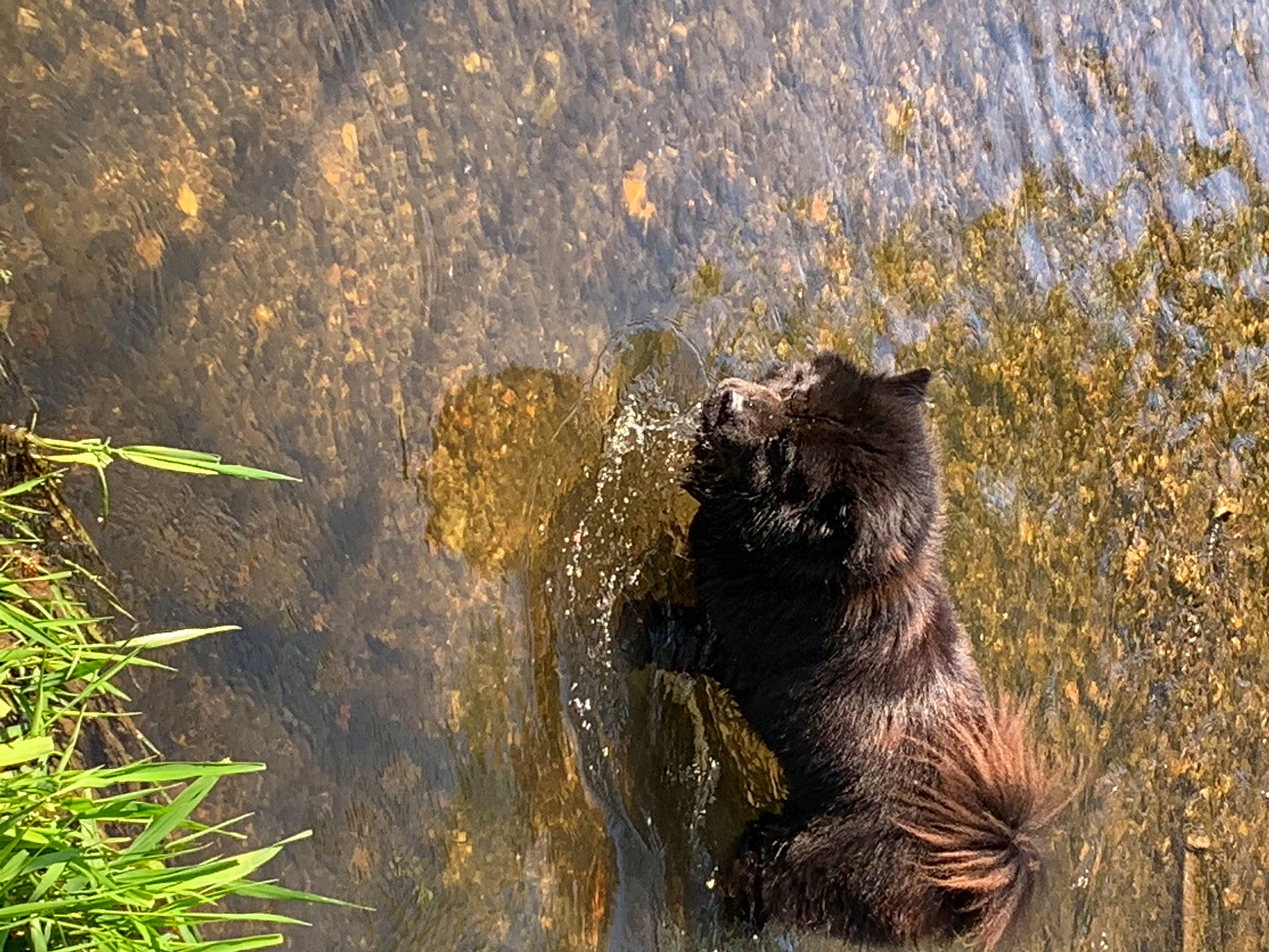 Gersey participe au concours pour gagner de l'argent avec cette photo : canidae, carnivore, wildlife