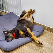 Nora a rejoint le concours — aidez-le/la à gagner de superbes lots ! animal, bed, black, canine, comfort, cushion, dog, fur, home, indoor, lying_down, paw, pet, red_collar, relaxed, resting, sleeping, tan, wall, wooden_floor