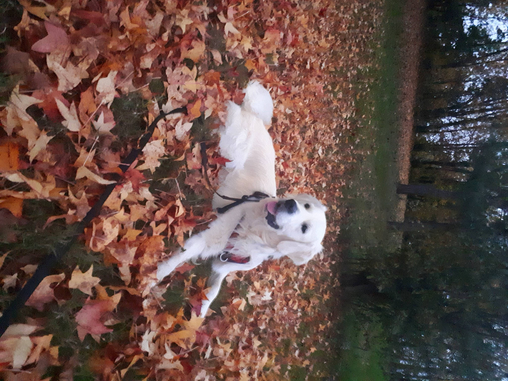 Rooky participe au concours pour gagner de l'argent avec cette photo : biome, canidae, carnivore, companion_dog, dalmatian, deciduous, dog, dog_breed, fawn, football, grass, plant, soil, sporting_group, tail, tints_and_shades, tree, twig, water, wood