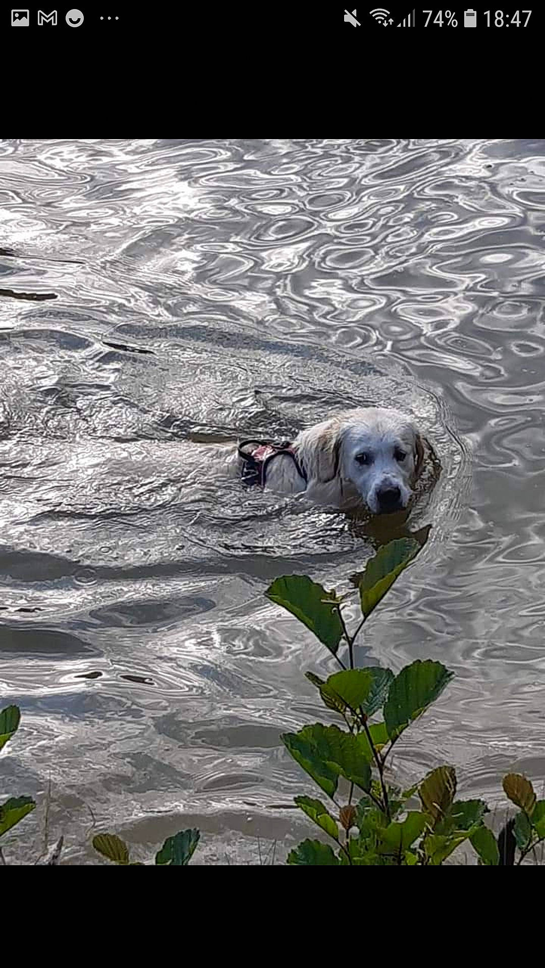 Rooky a rejoint le concours — aidez-le/la à gagner de superbes lots ! canidae, carnivore, companion_dog, dog, dog_breed, grass, gun_dog, lake, landscape, liquid, ocean, plant, reflection, snout, sporting_group, tree, water, wildlife, wind_wave, working_animal