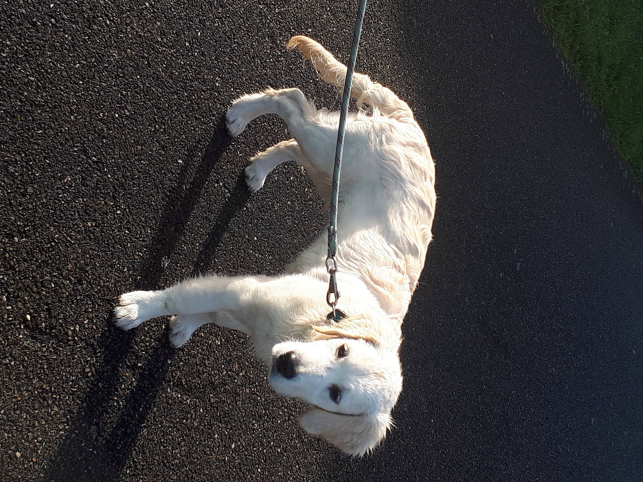 Rooky participe au concours pour gagner de l'argent avec cette photo : asphalt, beak, claw, darkness, fashion_accessory, feather, foot, fur, gull, paw, road_surface, seabird, shadow, snout, soil, tail, water_bird, whiskers, wildlife, wing