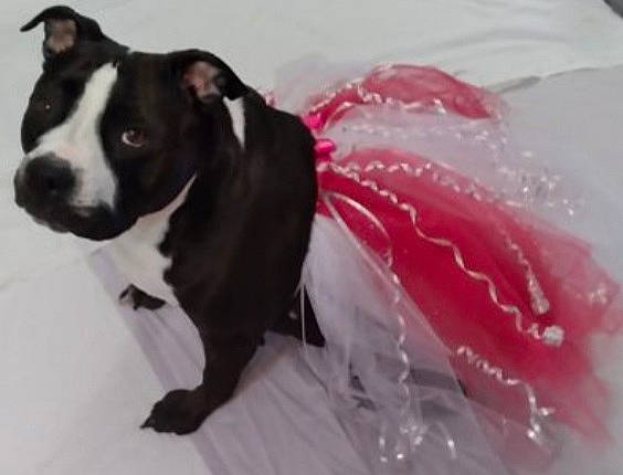 Daisy Joy is registered to the contest to win money with this photo: boston_terrier, canidae, carnivore, collar, companion_dog, dog, dog_breed, dog_collar, dog_supply, fawn, french_bulldog, fur, pet_supply, snout, sporting_group, tail, toy_dog, whiskers, working_animal, working_dog