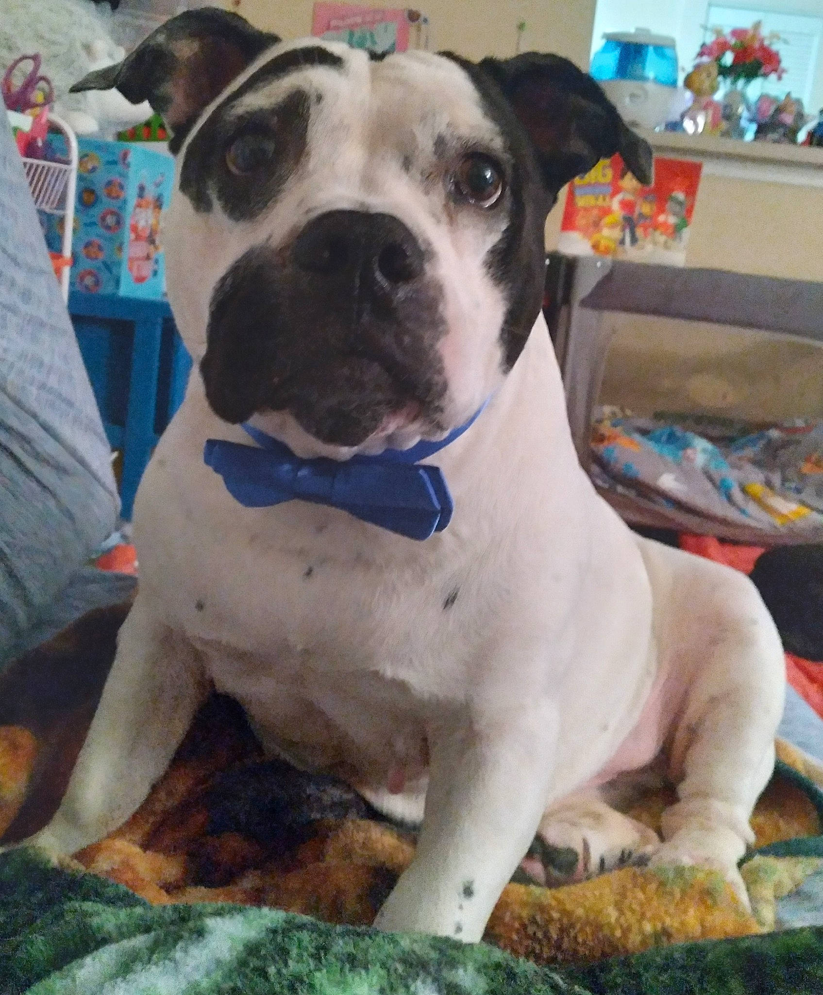 Benjamin Peter is registered to the contest to win money with this photo: canidae, carnivore, collar, companion_dog, dog, dog_breed, dog_collar, fawn, fur, guard_dog, non_sporting_group, paw, shelf, snout, sporting_group, window, working_animal, working_dog