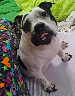 Benjamin Peter joined the competition — help win amazing prizes! ancient_dog_breeds, carnivore, collar, comfort, companion_dog, dog, dog_breed, dog_collar, door, fawn, grass, guard_dog, metal, non_sporting_group, pattern, pet_supply, puppy_love, whiskers, window, working_animal