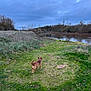 dog, grass, river, path, trees, cloudy_sky, outdoor, nature, canine, collar, water, bushes, field, landscape, autumn, walking, scenic, animal, small_dog, overcast
