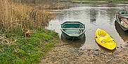 Olivia participe au concours pour gagner de l'argent avec cette photo : dog, boat, river, water, grass, mud, trees, houses, cloudy_sky, nature, outdoor, village, dock, paddle, yellow_kayak, green_boat, brown_dog, reeds, calm, overcast